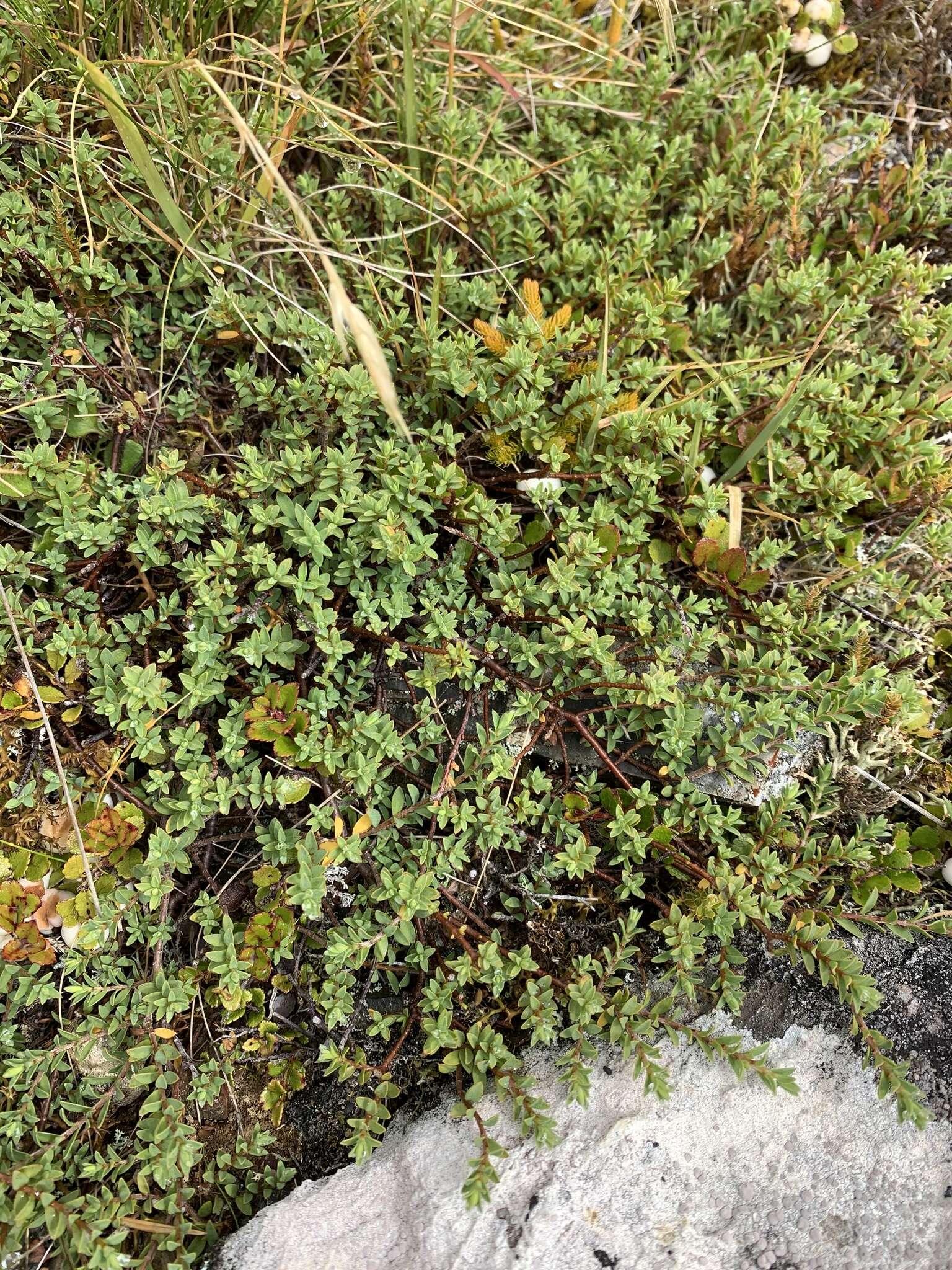 Image of Pimelea oreophila subsp. hetera C. J. Burrows