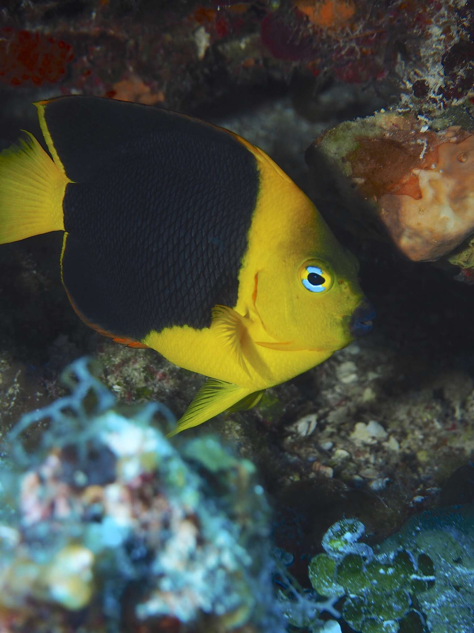 Image of Angelfish