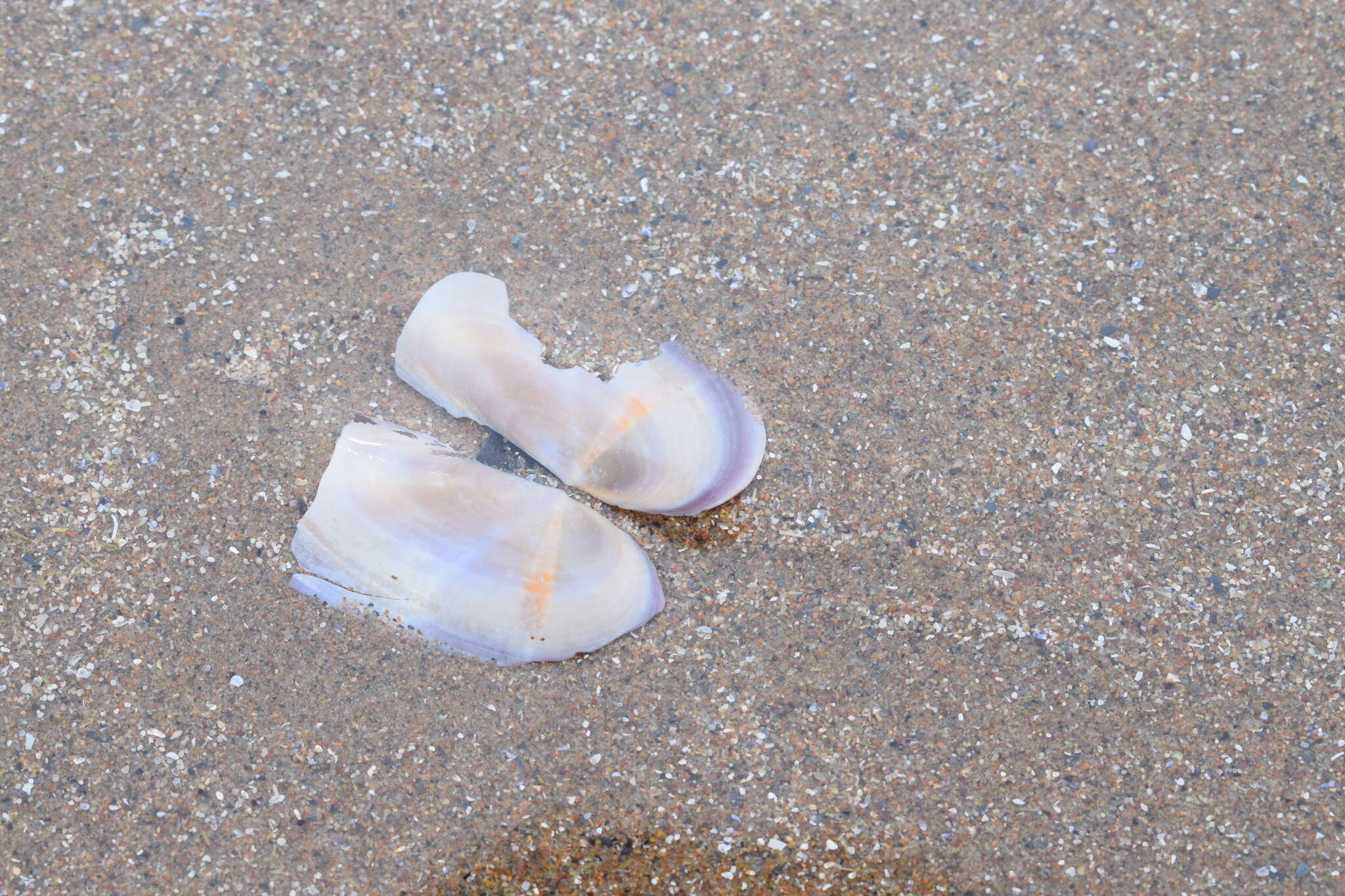Image of Atlantic razor clam
