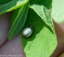 Image of Six-spotted Yellow Orbweaver