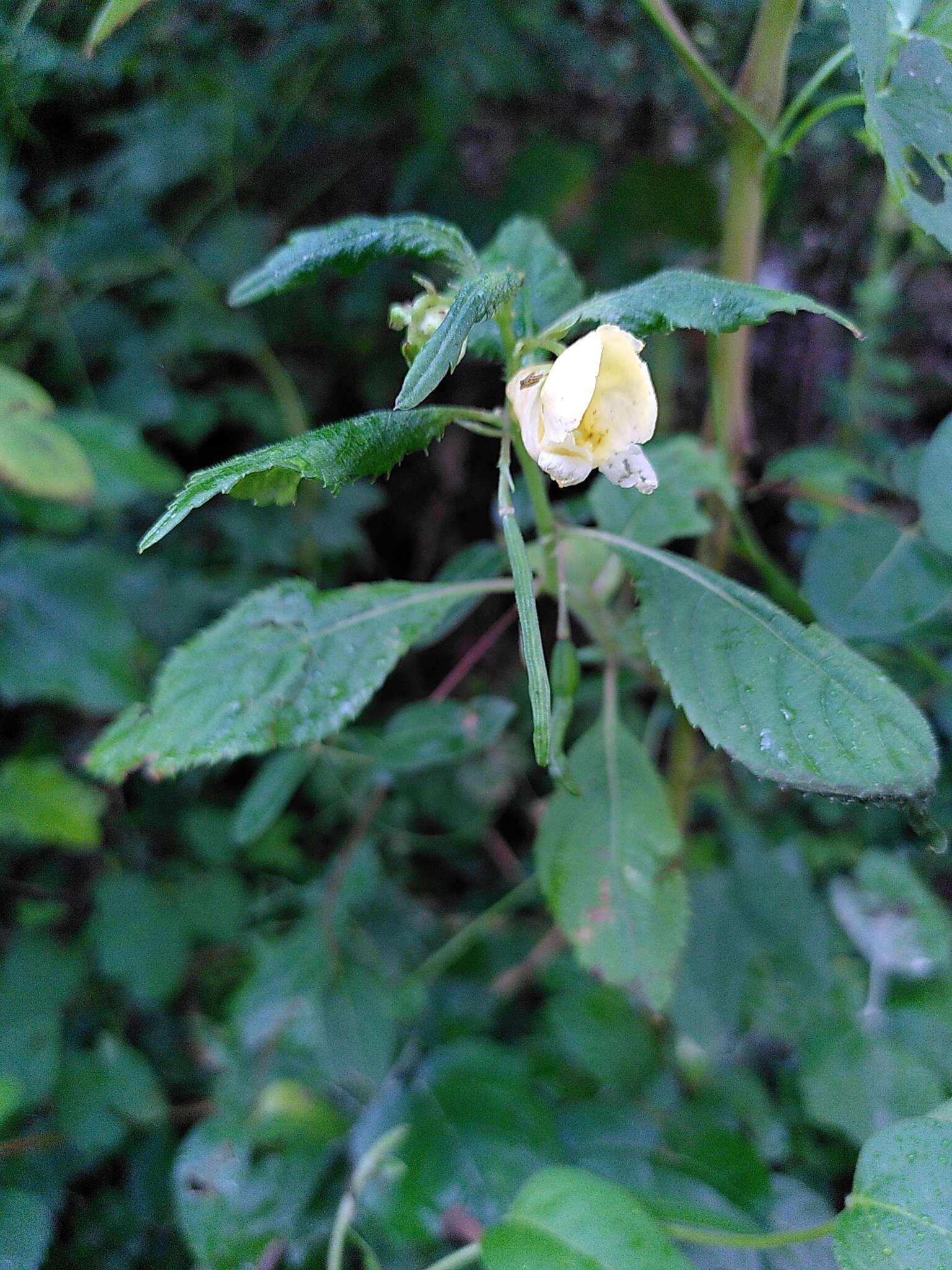 Image de Impatiens cristata Wall.