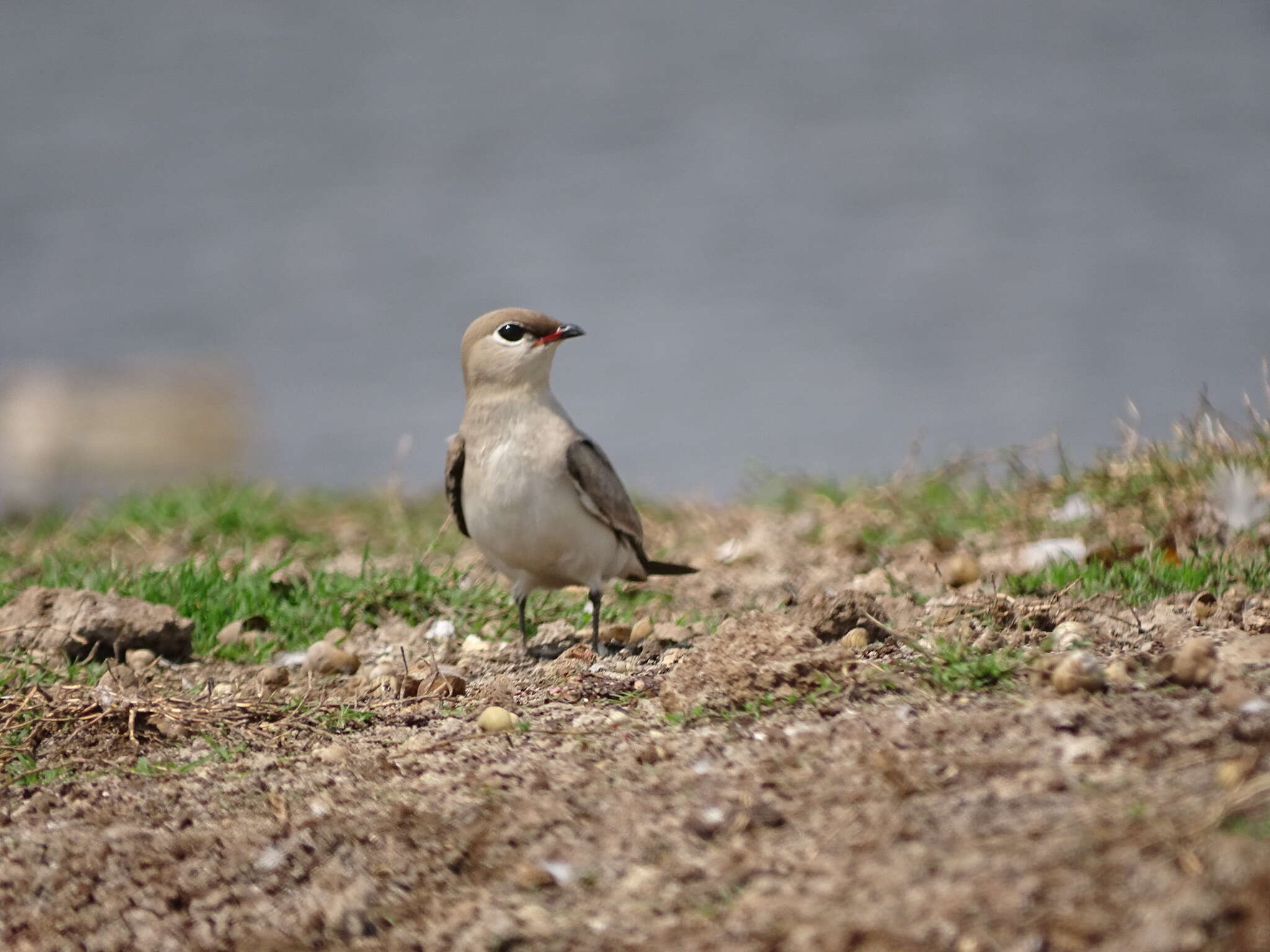 Image of Little Pratincole