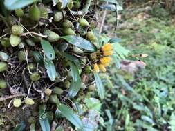 Image de Bulbophyllum retusiusculum Rchb. fil.