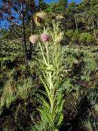 Image of Asplenium castaneum Schltdl. & Cham.