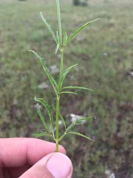 Image of sawtooth sage