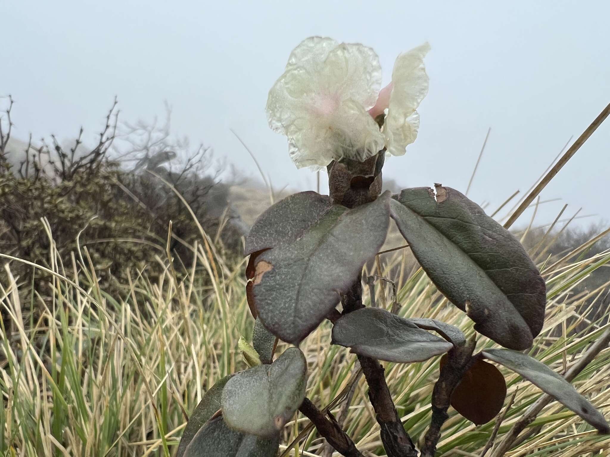 Image of Rhododendron anthopogon D. Don