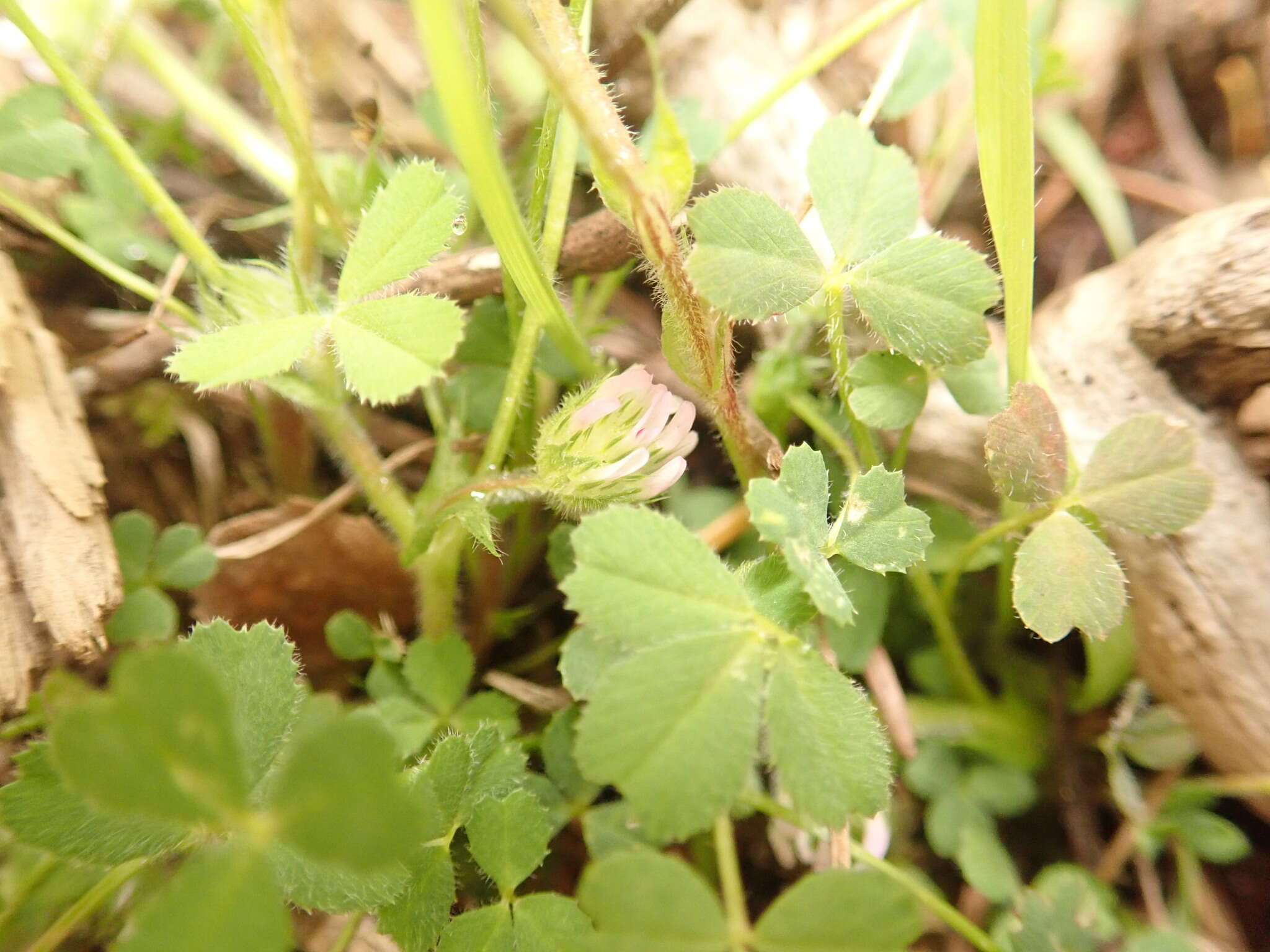 Image of thimble clover