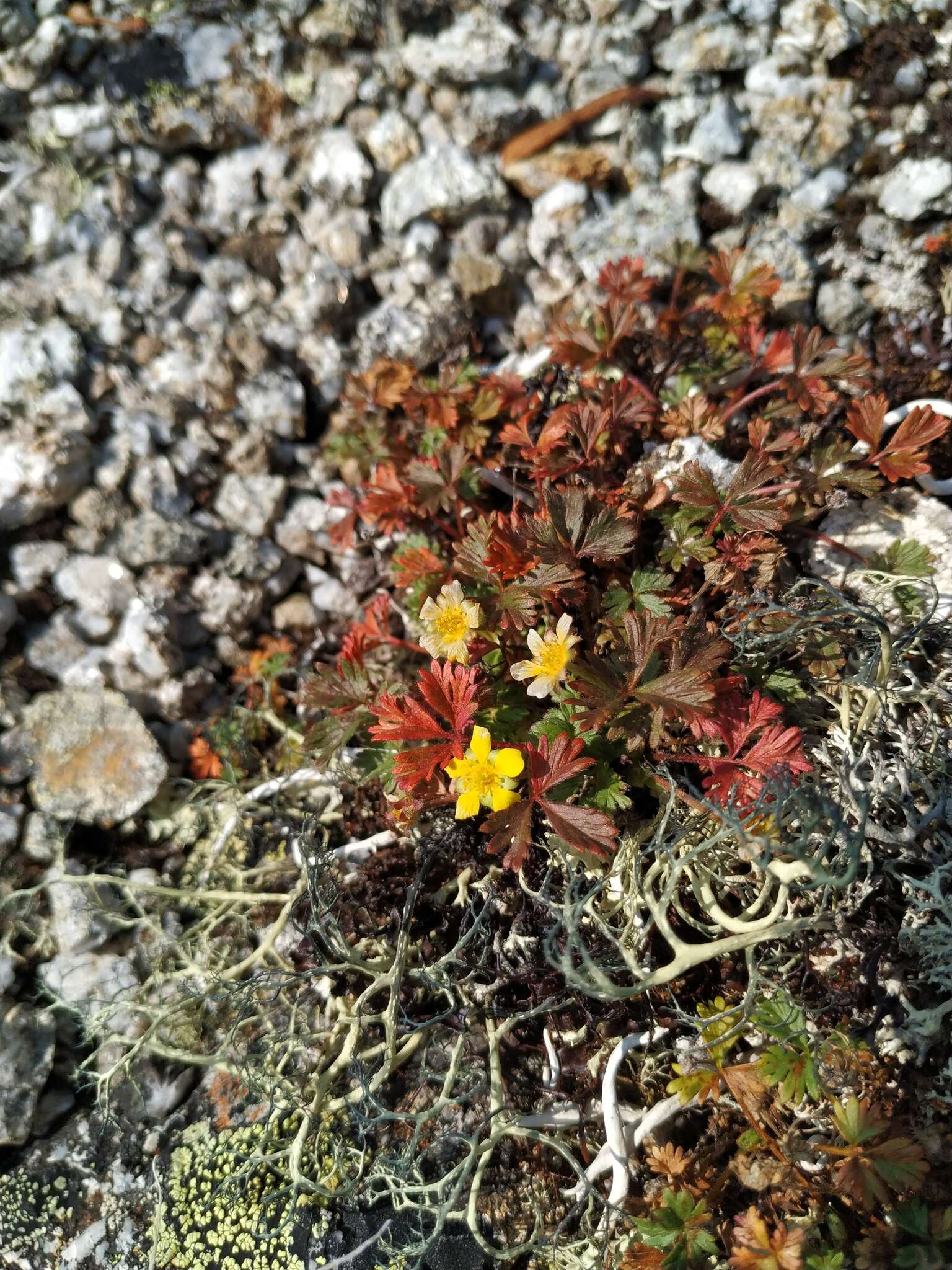 Image de Potentilla elegans Cham. & Schltdl.