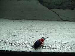 Image of Redshouldered ham beetle