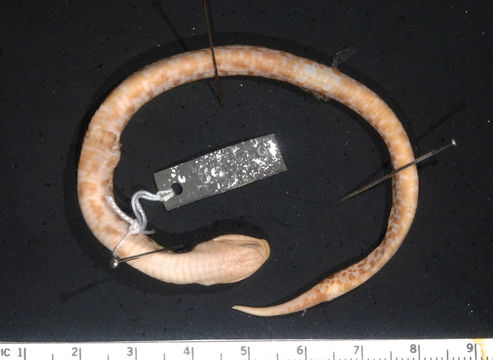 Image of Southern Hog-nosed Snake