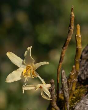 صورة Dendrobium heterocarpum Wall. ex Lindl.