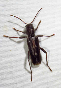 Image of Arrowhead Borer