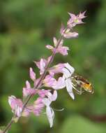 Image de Ocimum labiatum (N. E. Br.) A. J. Paton