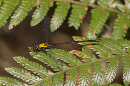 Image of Austroargiolestes chrysoides (Tillyard 1913)