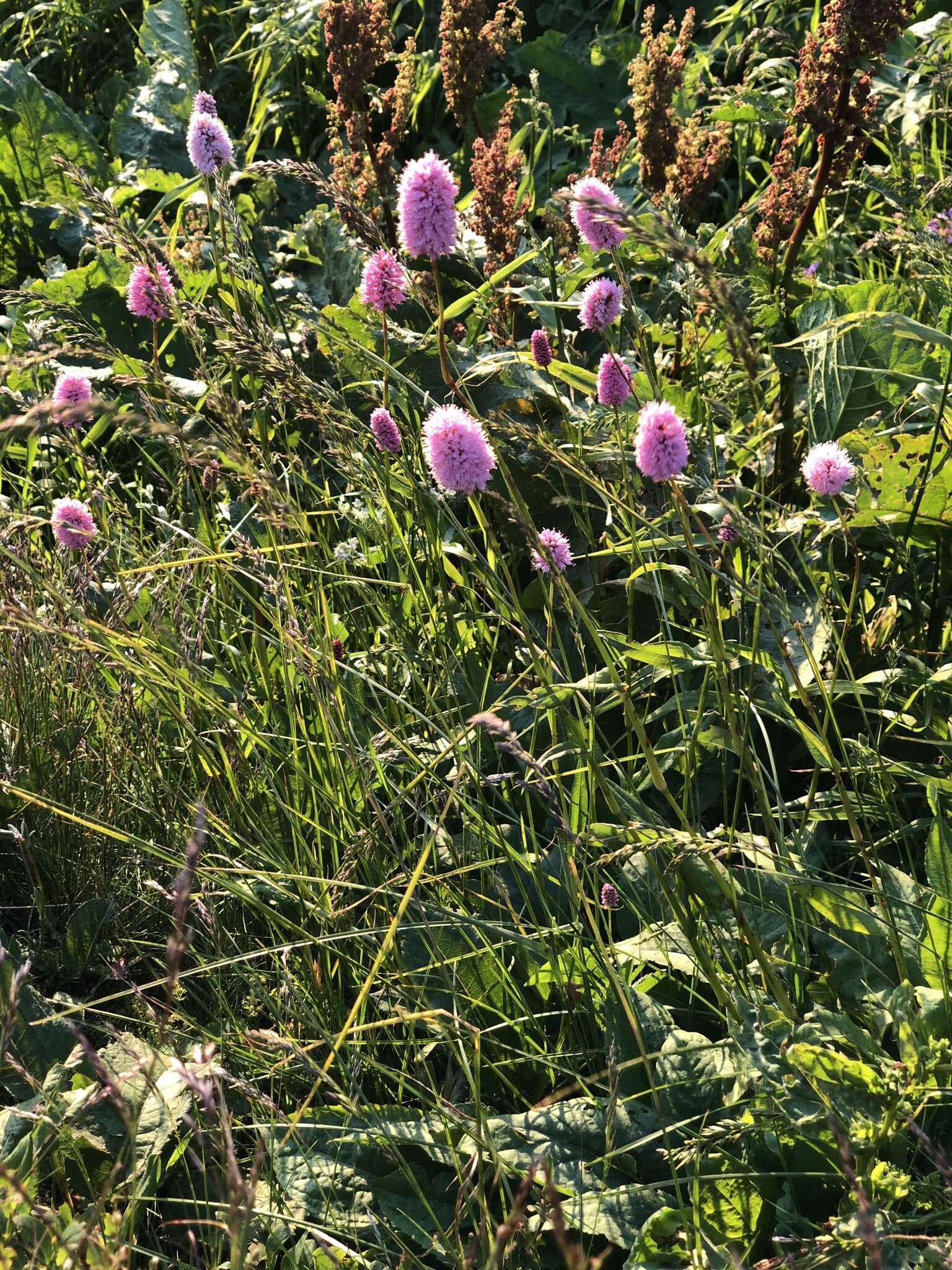 Image of Bistorta officinalis subsp. carnea (C. Koch) Sojak.