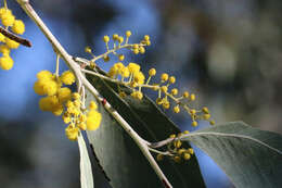 Image of Acacia bancroftiorum Maiden