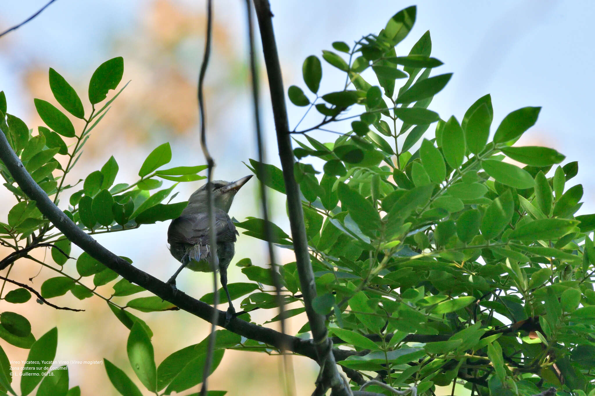 Слика од Vireo magister (Baird & SF 1871)