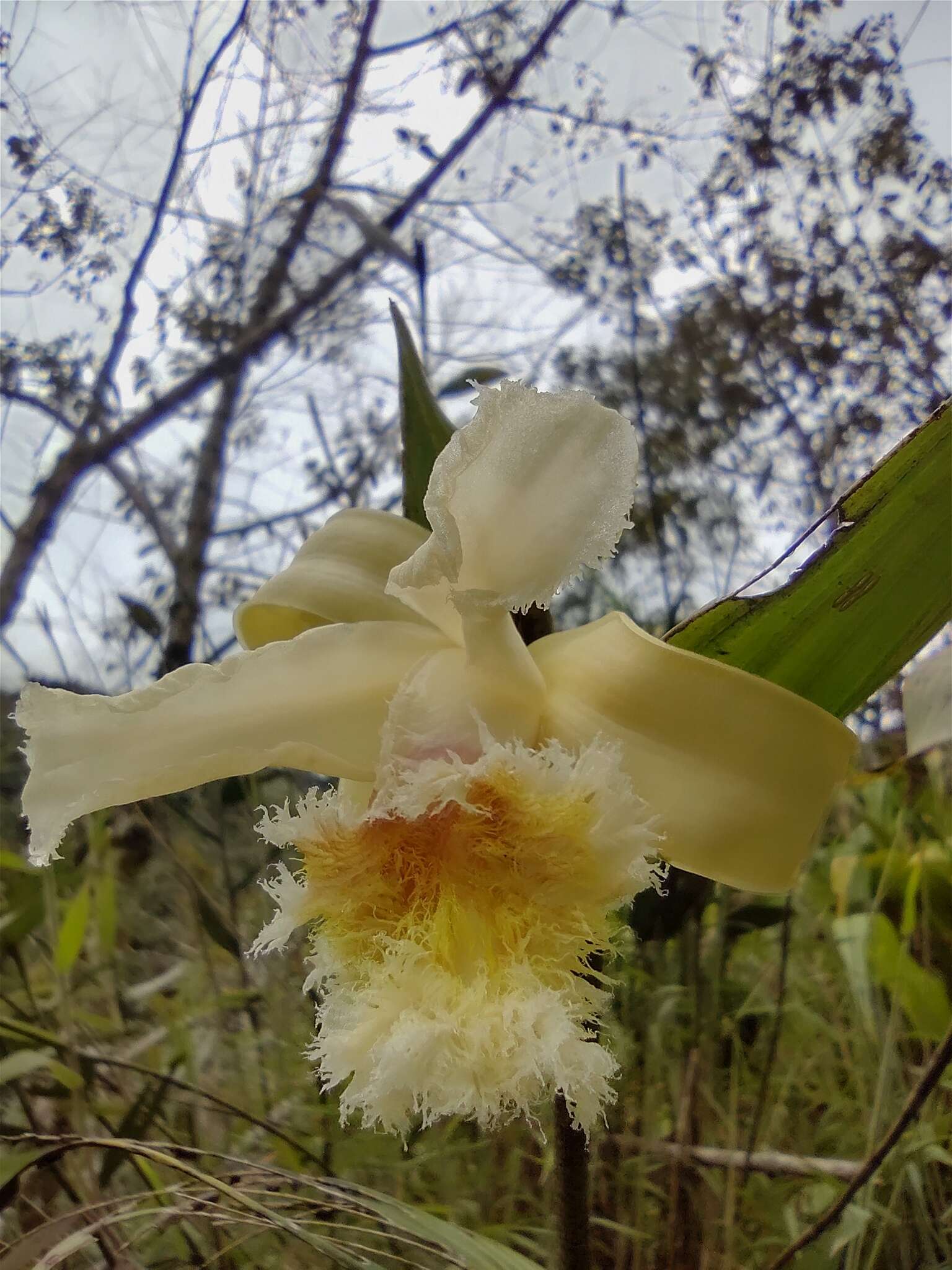 Image of Sobralia fimbriata Poepp. & Endl.