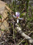 Image of Pelargonium tabulare (Burm. fil.) L'Her.