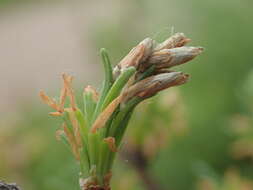 Image of larch case-bearer