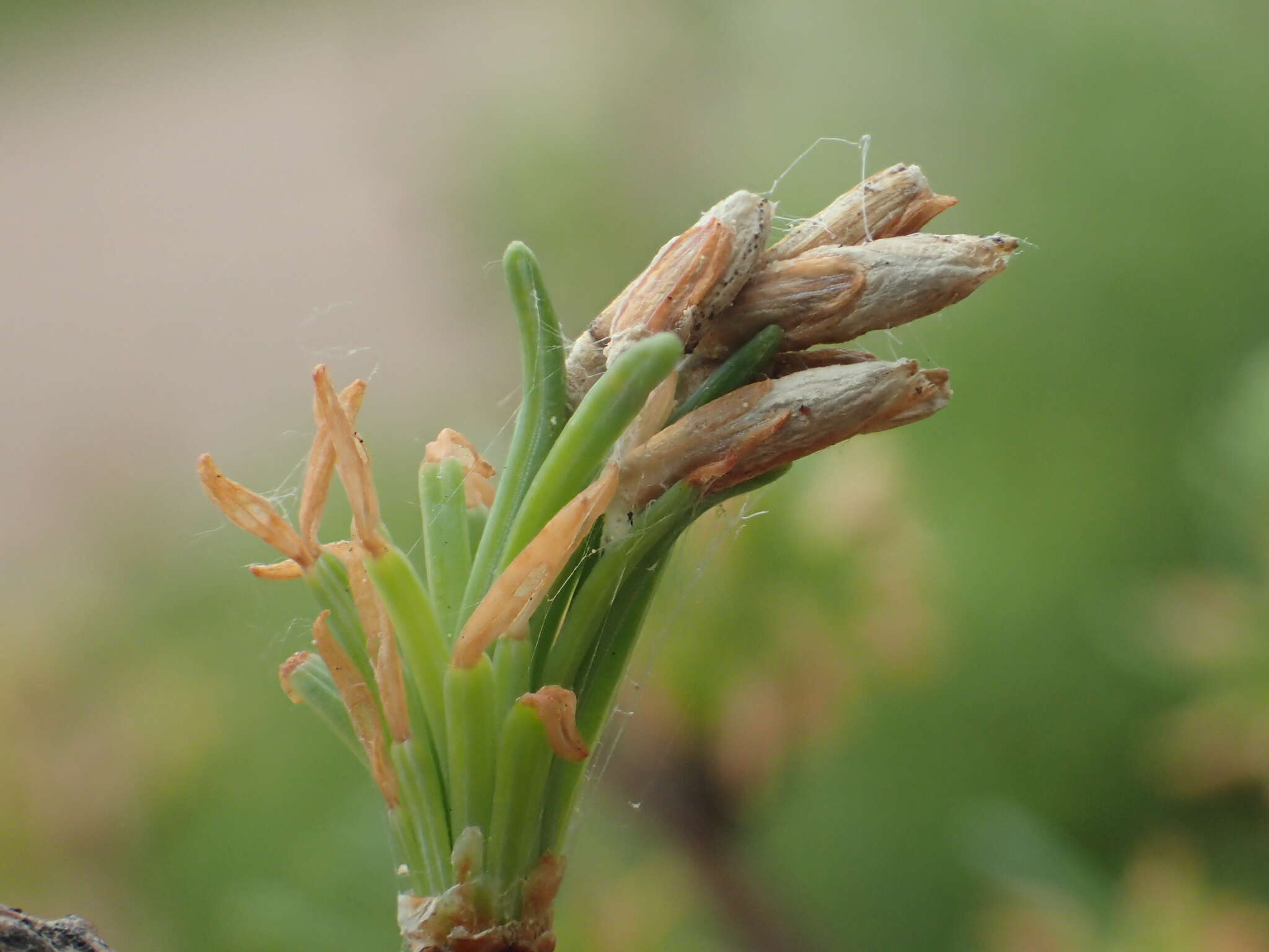 Image of larch case-bearer