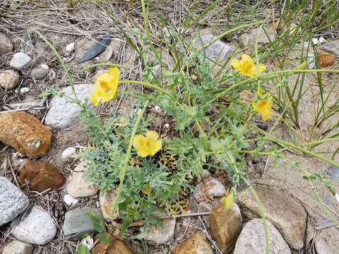 Image of Yellow Horned Poppy