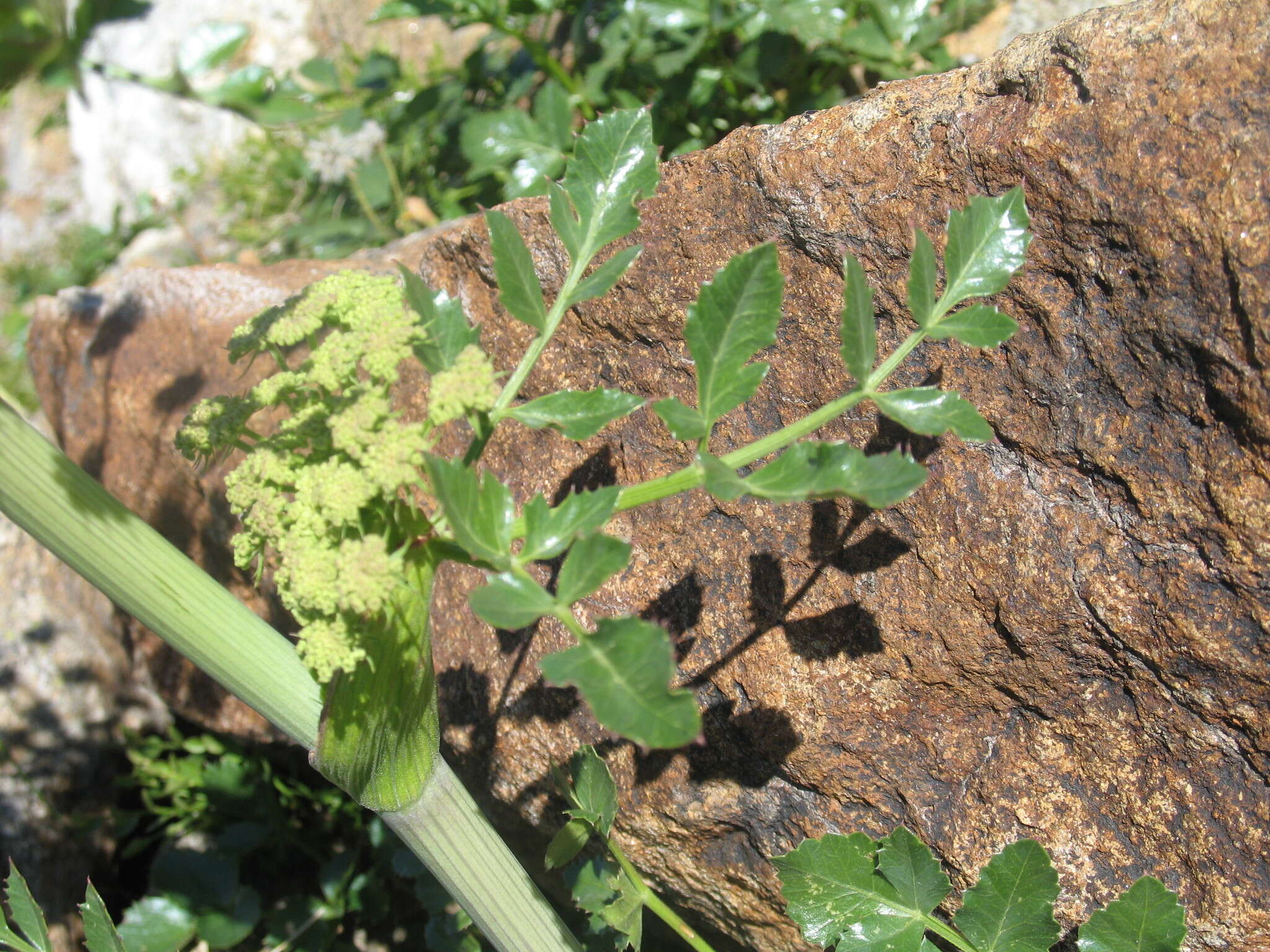 Image of rose angelica