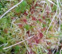 Sphagnum angermanicum Melin 1919的圖片