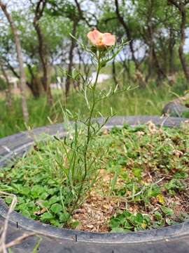 Image of Turnera sidoides subsp. pinnatifida (Juss. ex Poir.) M. M. Arbo