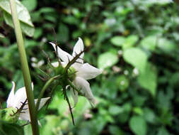 Cyclocodon lancifolius (Roxb.) Kurz resmi