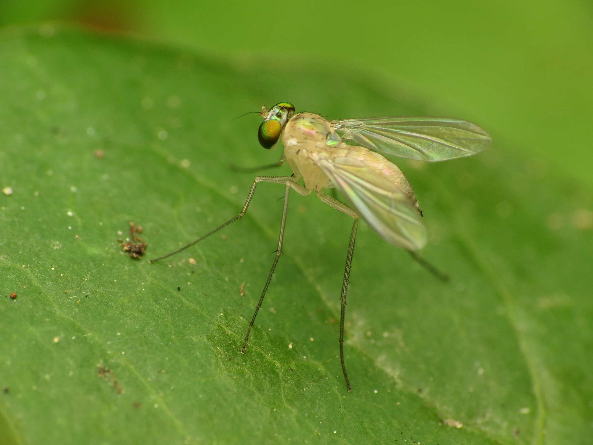 Imagem de Amblypsilopus dorsalis (Loew 1866)