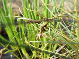 Image of Clustered sedge