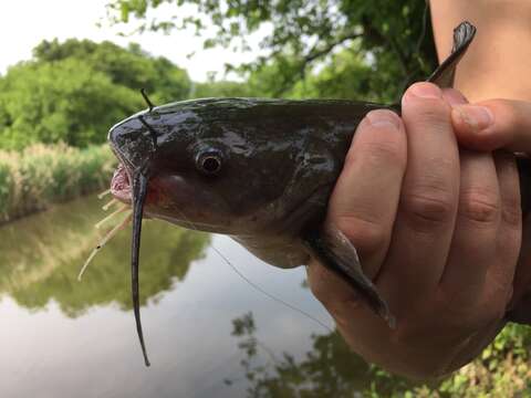 Image of White catfish