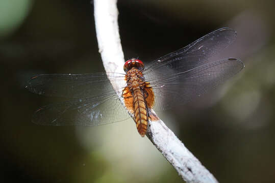 Image of Erythemis mithroides (Brauer 1900)