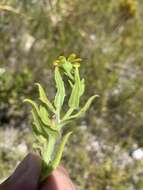 Image of Osteospermum ilicifolium L.