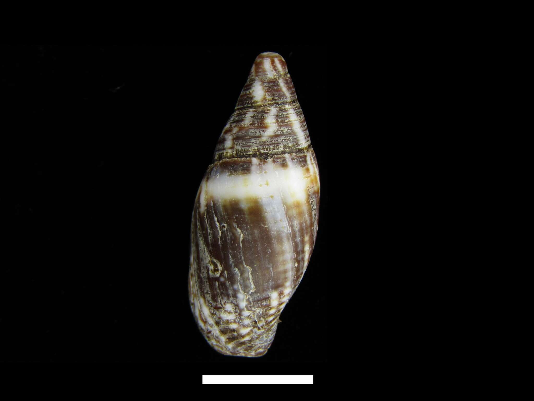 Image of Strigatella scutulata (Gmelin 1791)