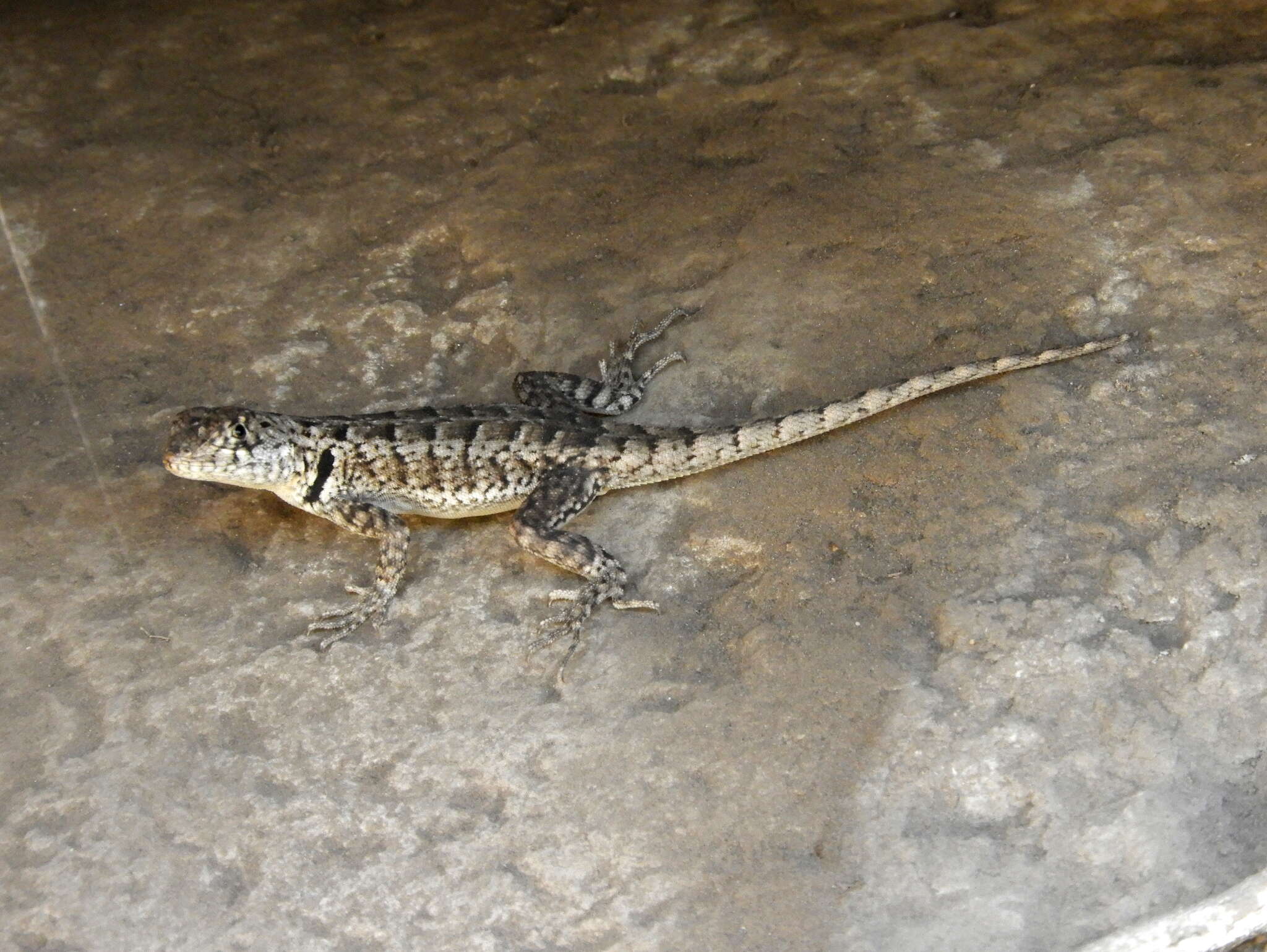 Image of Etheridge's Lava Lizard