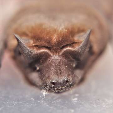 Image of Pallas's Mastiff Bat