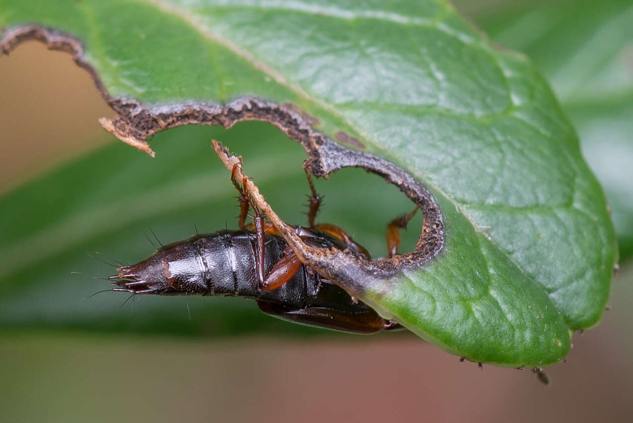 Image of Tachinus (Tachinus) proximus Kraatz 1855