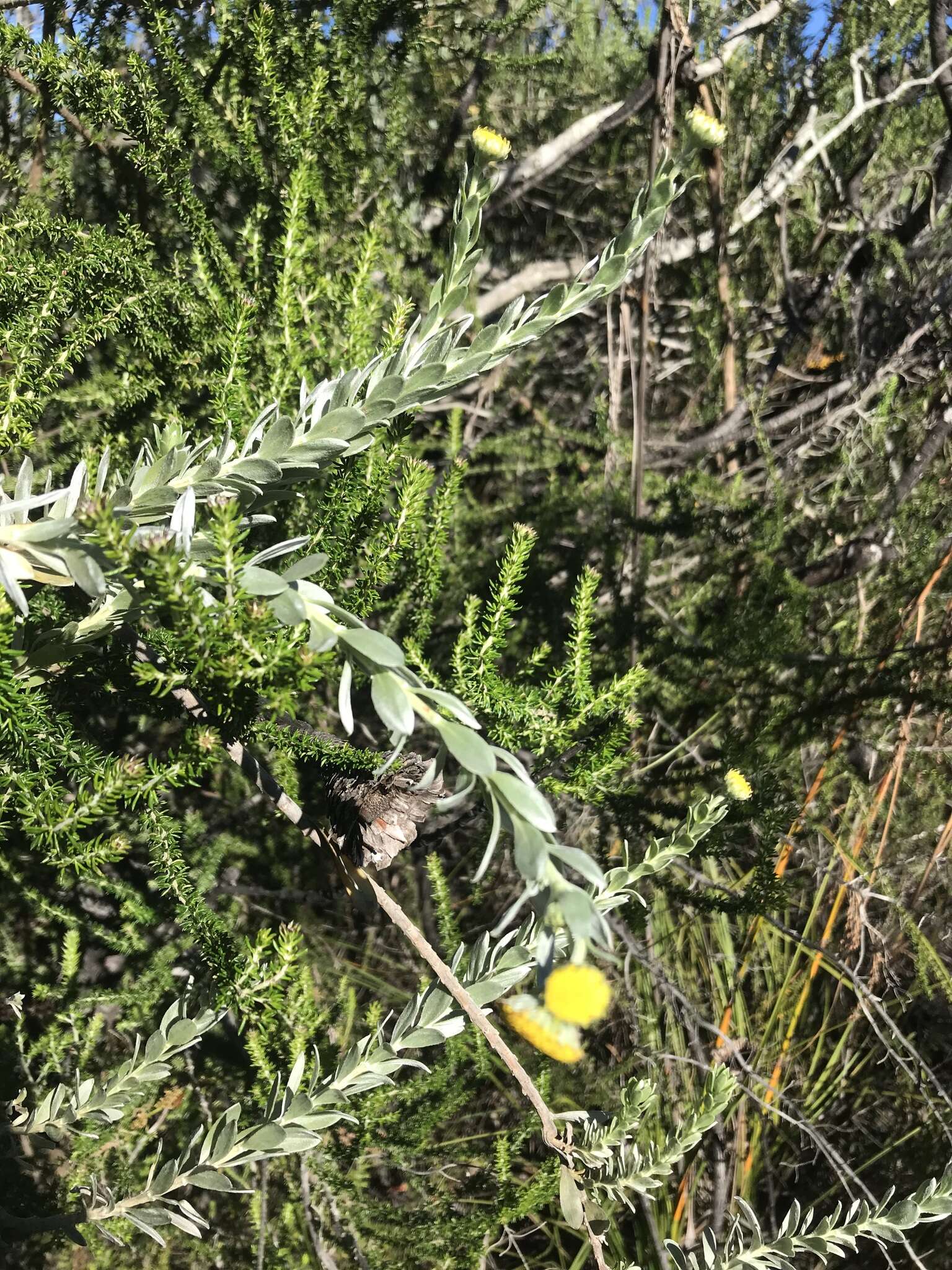 Слика од Schistostephium umbellatum (L. fil.) K. Bremer & C. J. Humphries