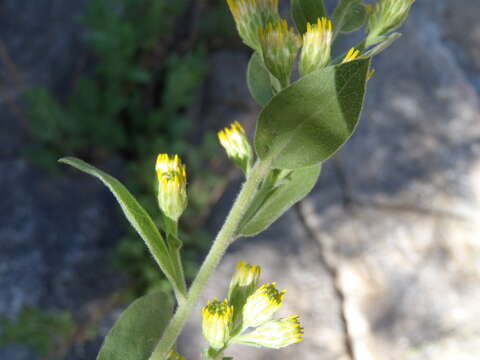 Image of Wright's goldenrod