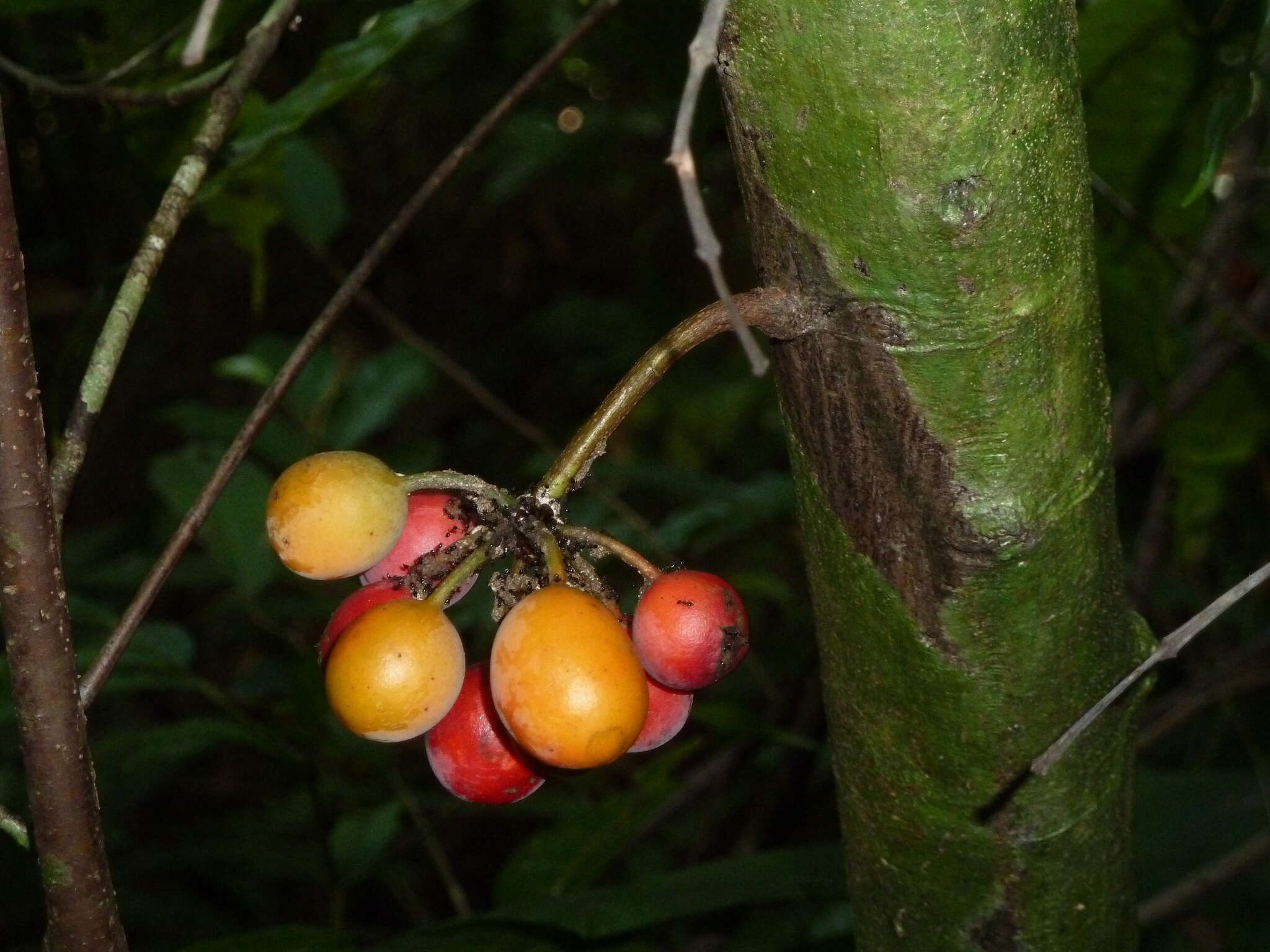 Image de Unonopsis osae Maas & Westra