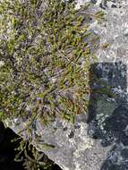 Image of purple crowberry