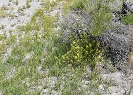 Image of Small-Flower Stinkweed