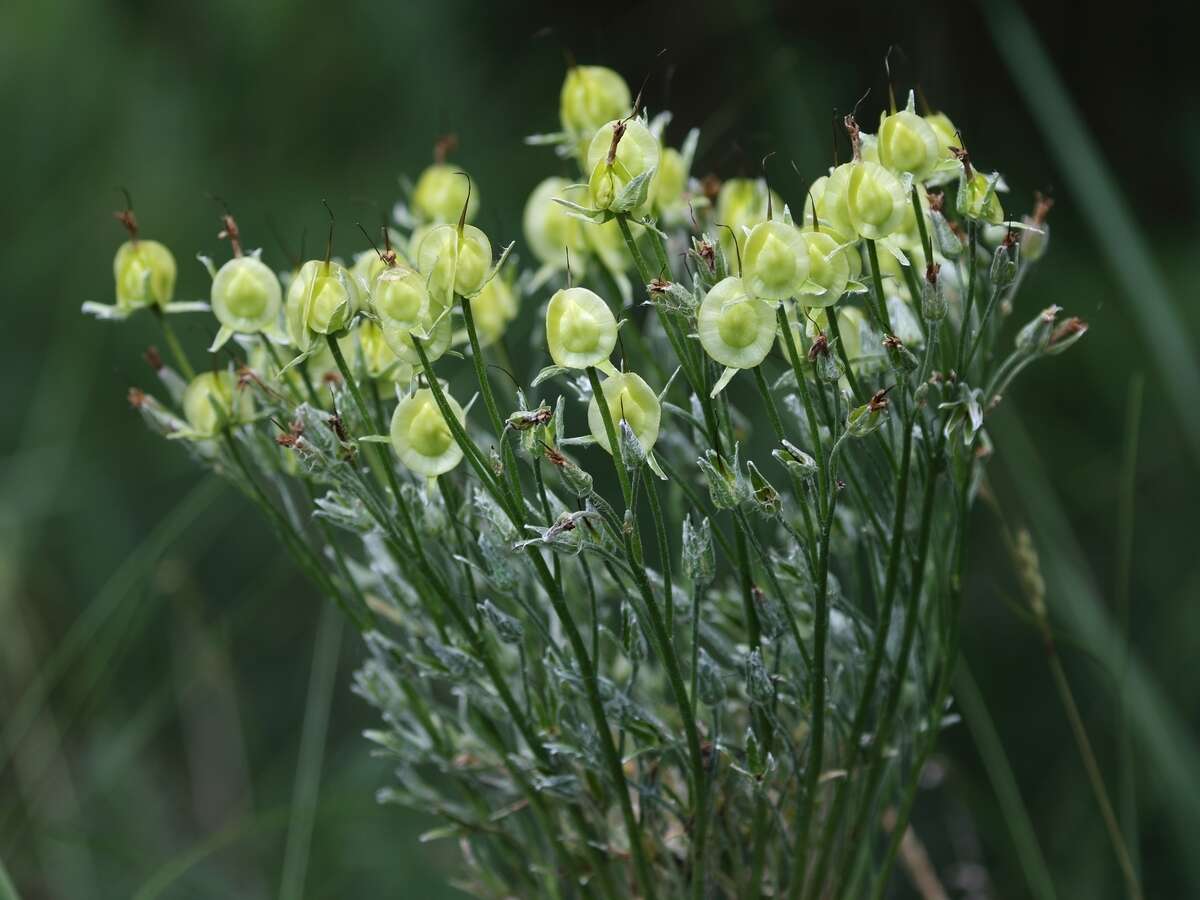 Cynoglossum umbellatum Waldst. & Kit.的圖片