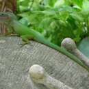 Image de Anolis marmoratus girafus Lazell 1964