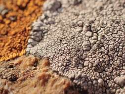 Image of mountain lichen