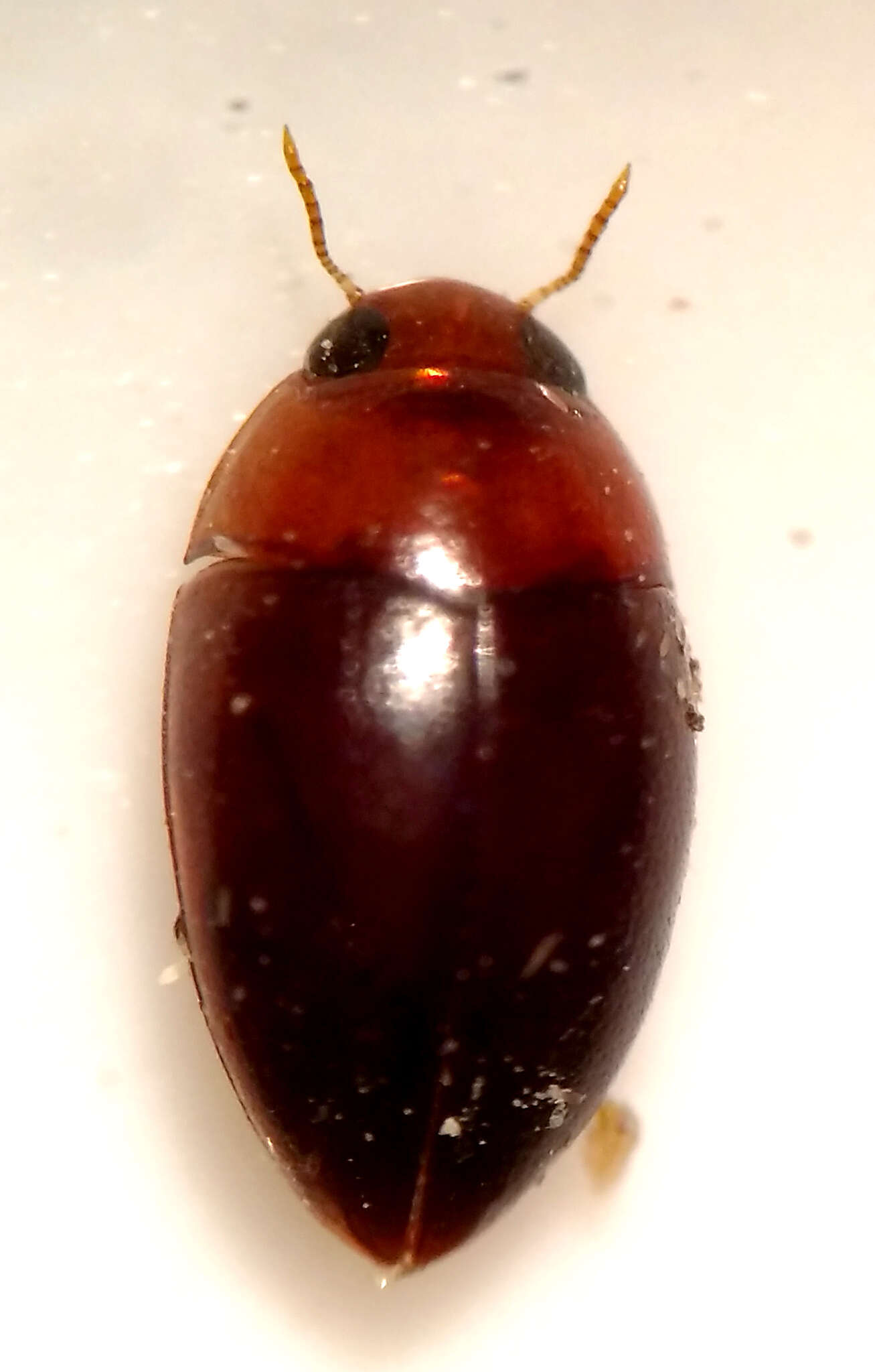 Image de Suphisellus gibbulus (Aubé 1838)