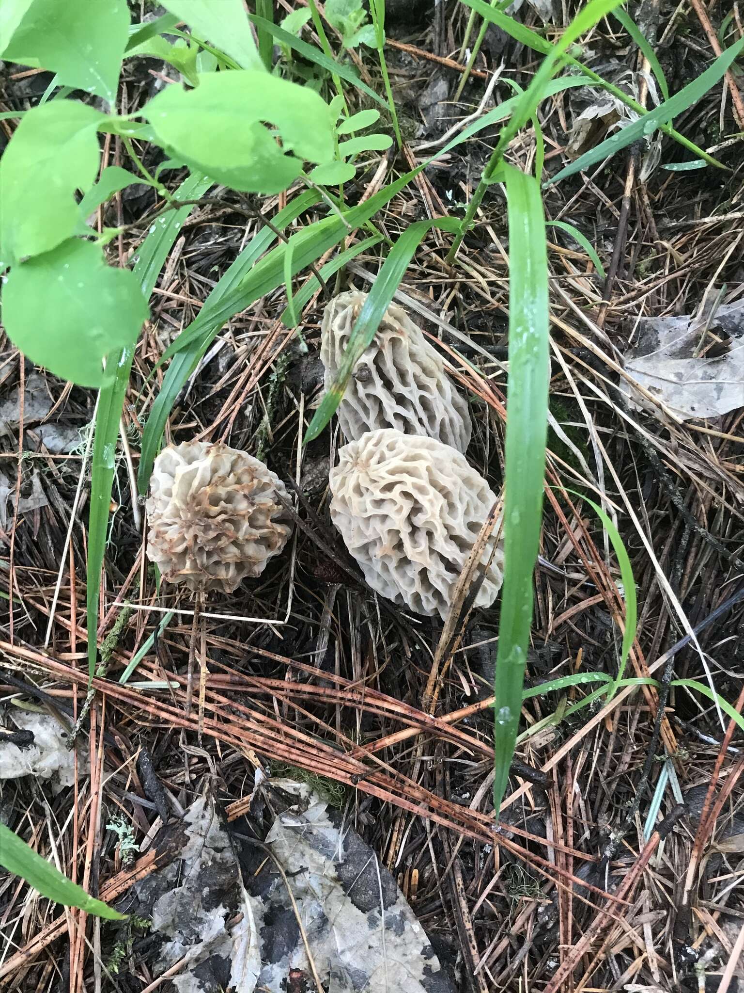 Image of Morchella tridentina Bres. 1898