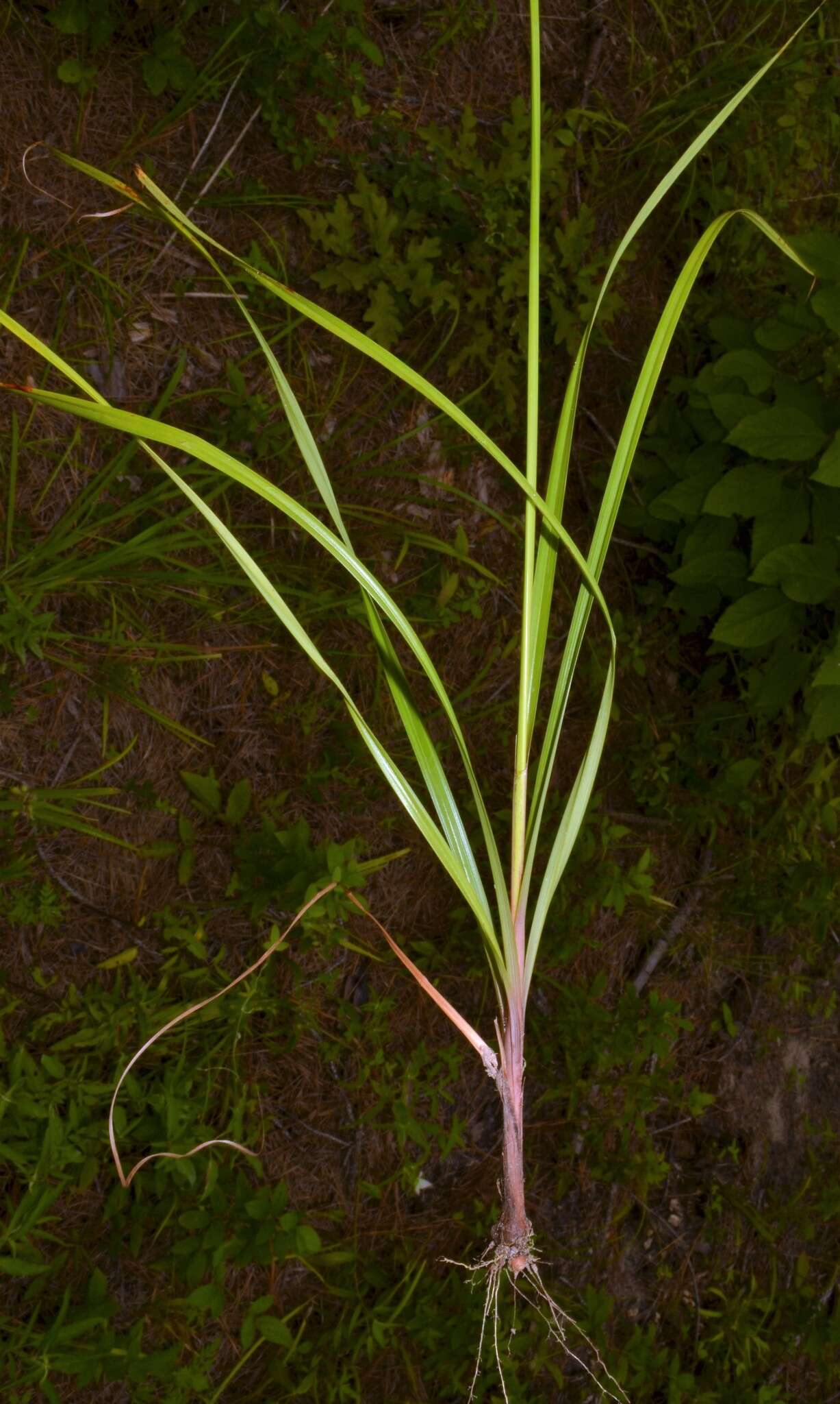 Image of bristly flatsedge